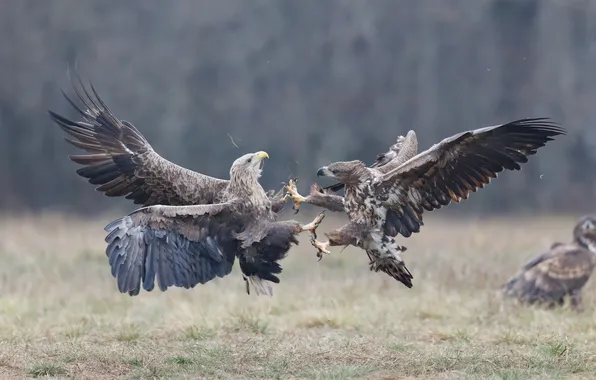 Feathers, eagles, claws, ferocity, territorial fight