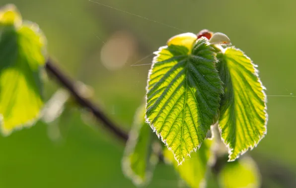 Spring, leaf, plant, twig