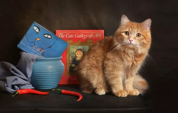 Кошка, взгляд, синий, красный, поза, темный фон, котенок, стол