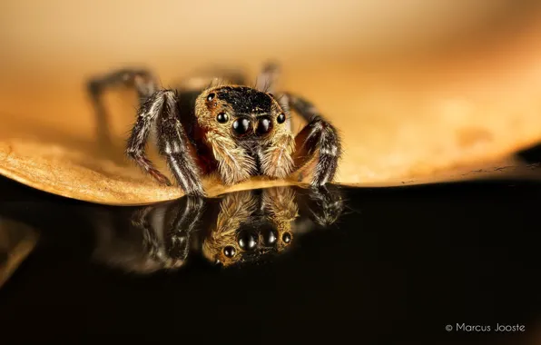 Картинка макро, лист, отражение, паук, насекомое
