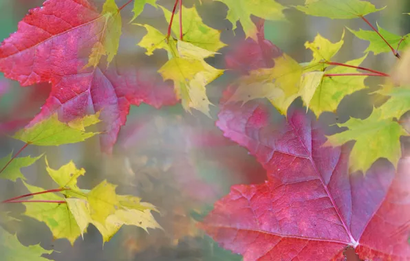Картинка осень, листья, природа, туман, дымка, клен
