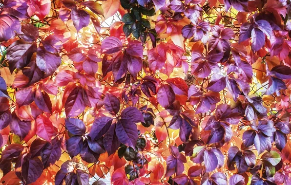 Картинка осень, яркие краски, текстура, желтые, фиолетовые, красные, осенние листья, дикий виноград