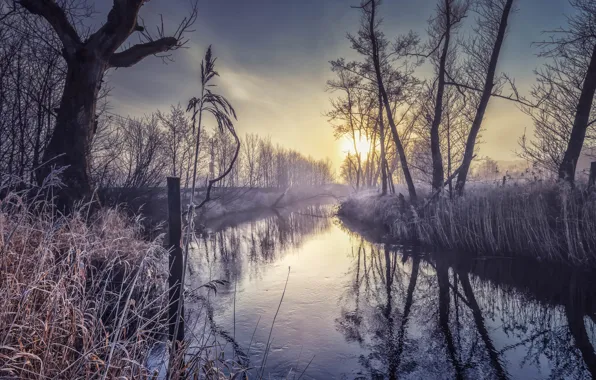 Картинка зима, иней, трава, деревья, ветки, туман, рассвет, берег