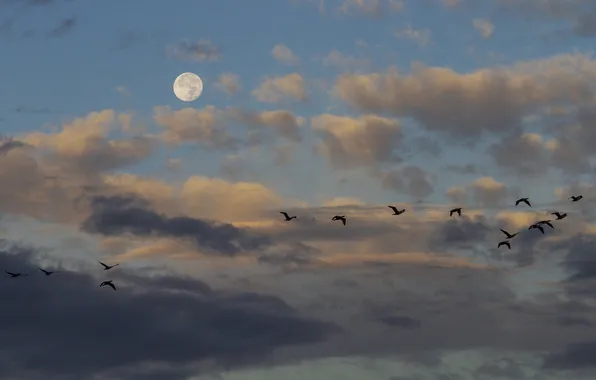 Картинка небо, облака, птицы, луна