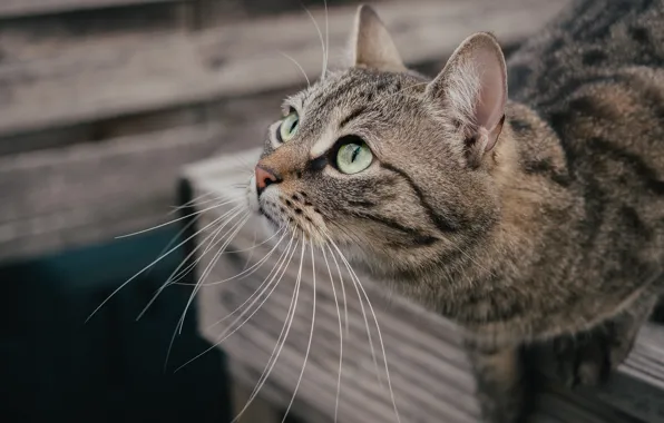 Кошка, кот, взгляд, морда, поза, доски, боке, смотрит вверх