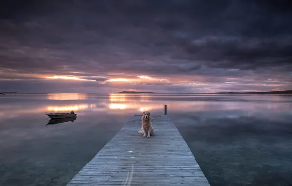 Картинка закат, мост, озеро, собака