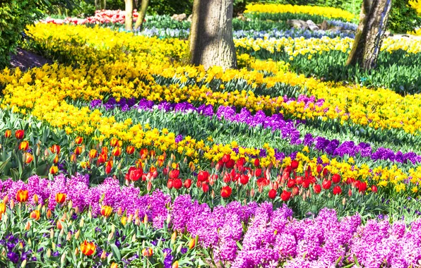 Картинка цветы, парк, тюльпаны, Нидерланды, солнечно, разноцветные, красивые, нарциссы
