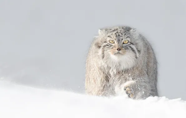 Картинка winter, snow, манул, manul, fluffy