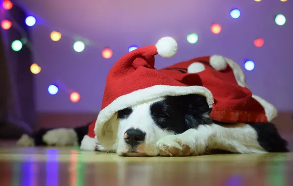 Картинка собака, капюшон, Санта, гирлянда