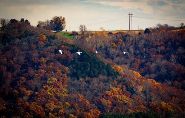 Flying, flight, autumn, autumn colors, farm, ducks, winter is coming, fall