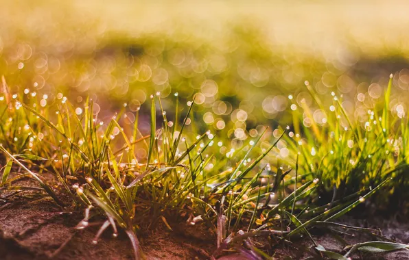 Grass, bokeh, drops