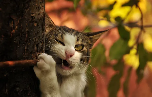 Картинка кошка, кот, дерево, ветка, клыки, ствол