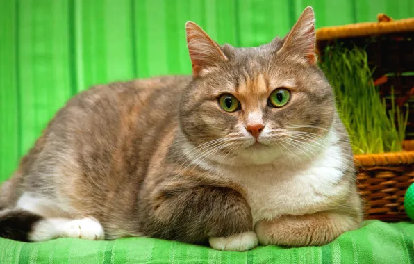 Кошка, трава, глаза, кот, взгляд, морда, портрет, зеленые