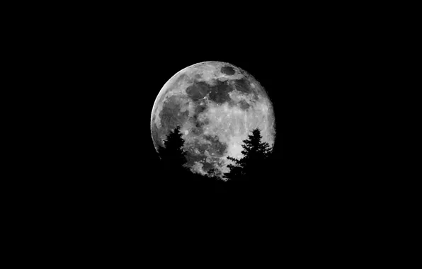 Картинка деревья, луна, спутник, силуэт, Moon