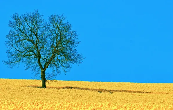 Картинка небо, фото, дерево, поляна