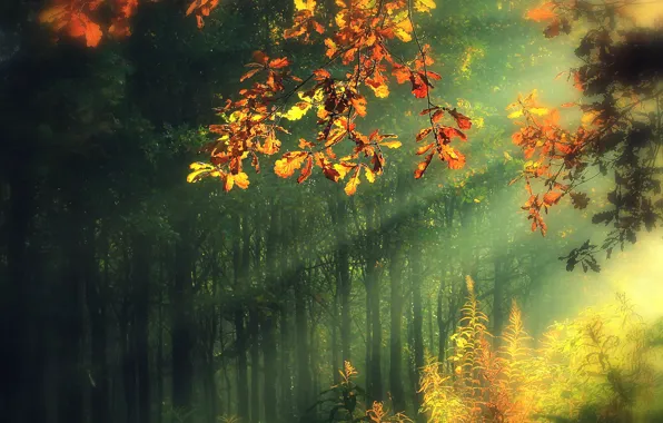 Картинка осень, листья, лучи, деревья, природа