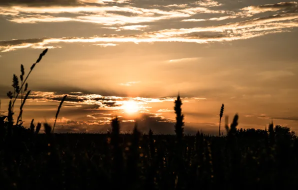Clouds, Sky, Beautiful, Sun, Sunset, Evening, Summer, View