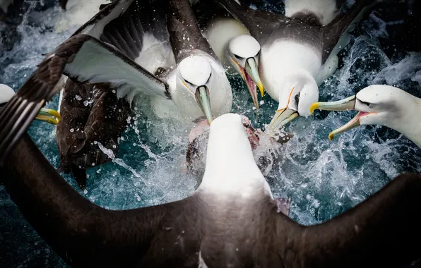 Вода, брызги, чайки