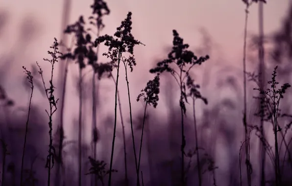 Картинка фиолетовый, небо, трава, закат