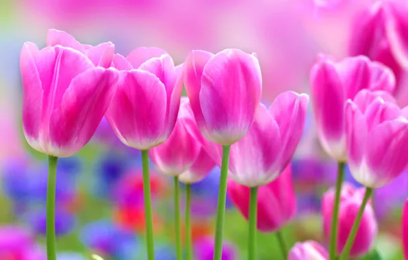 Цветы, тюльпан, розовые тюльпаны