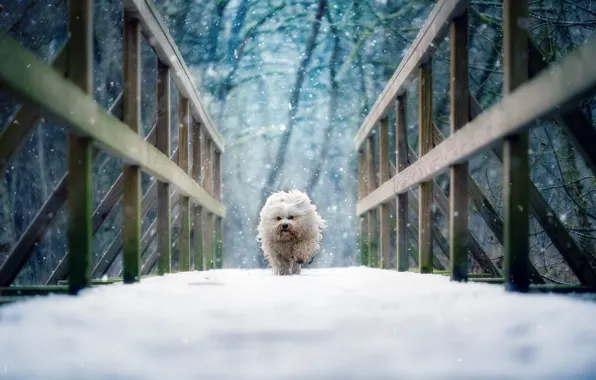 Зима, снег, мост, собака, Гаванский бишон