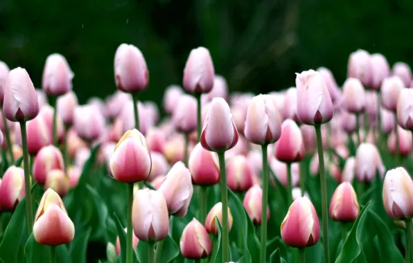 Картинка цветы, тюльпаны, розовые