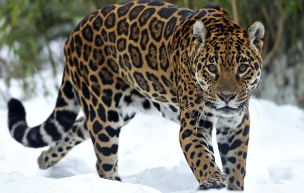 Картинка взгляд, снег, хищник, ягуар
