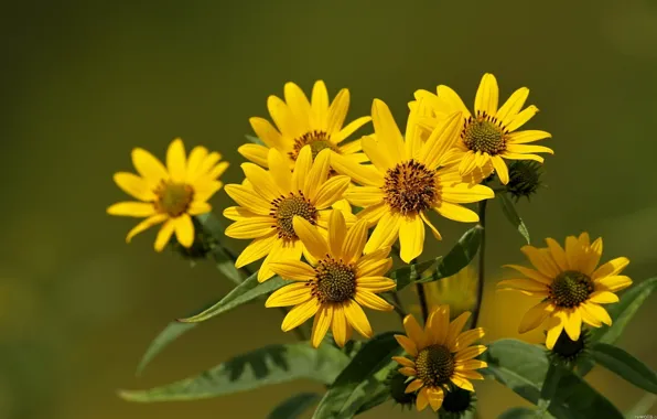 Wallpaper, flower, yellow