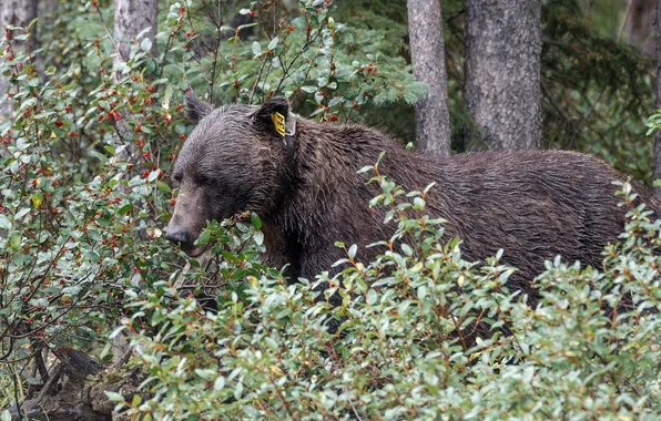 Картинка природа, медведь, Grizzly