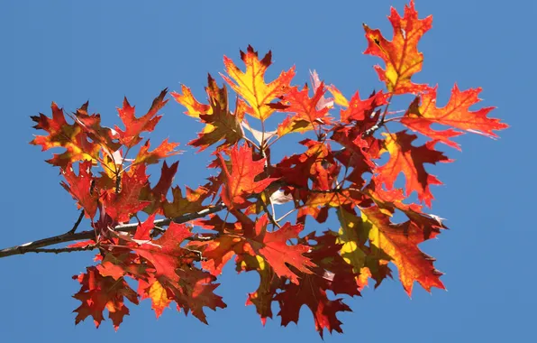 Осень, небо, листья, ветка, багрянец