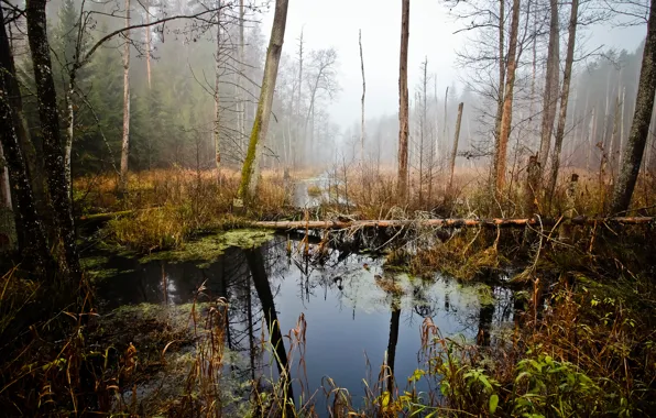 Болото, swamp, Belarus