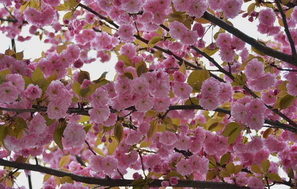 Картинка pink, flowers, Цветы, flowering, розовые, цветение, nature