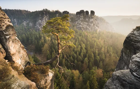 Картинка лес, горы, Германия, Germany, сосна, Саксонская Швейцария, Saxon Switzerland, Эльбские Песчаниковые горы