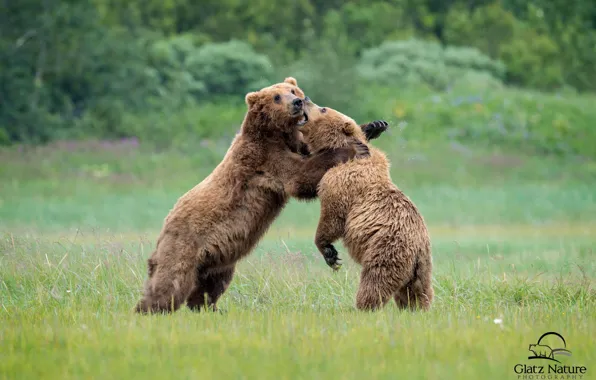 Борьба, медведи, косолапый