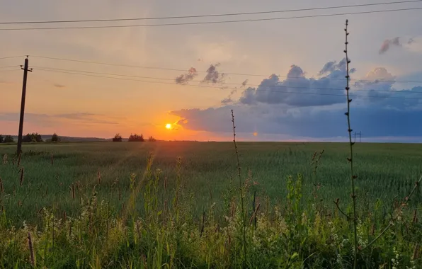 Трава, закат, Поле, русское поле, galaxy s21, закат в поле