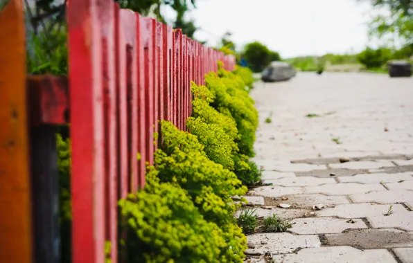 Цветы, природа, забор, nature, flowers, fence, front garden, полисадник