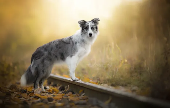 Картинка друг, собака, железная дорога