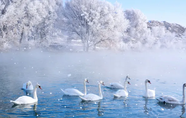 Картинка park, spring, swans, wetland