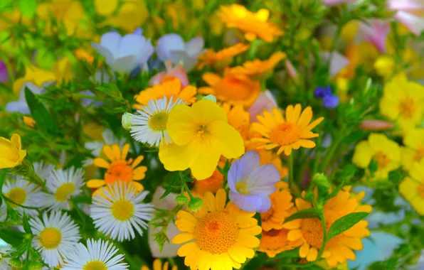 Картинка Цветы, Желтые цветы, Yellow flowers