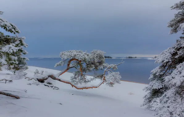Картинка зима, снег, деревья, пейзаж, природа, озеро, сосны, Ладога