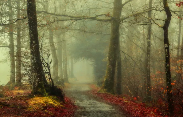 Картинка осень, лес, листья, деревья, туман, путь