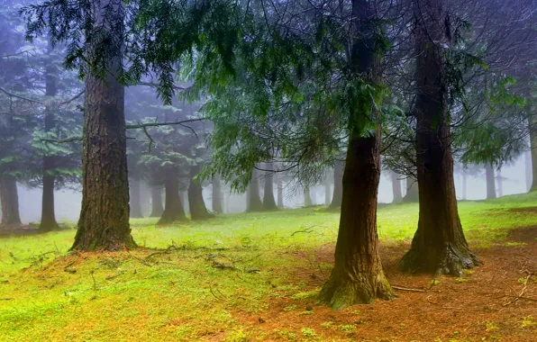 Картинка деревья, туман, утро, Лес, дымка