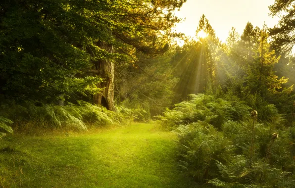 Картинка лес, лето, свет