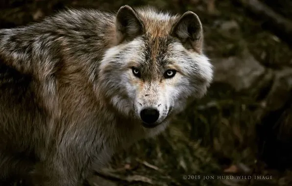 Картинка nature, Gray Wolf, face, animal, wolf, canis lupus, wildlife, head