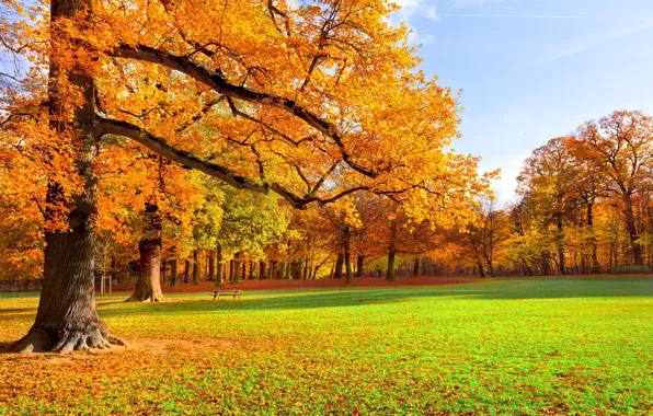 Картинка осень, деревья, парк, листопад, скамья, краски осени