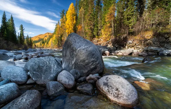 Water, rocks, plants