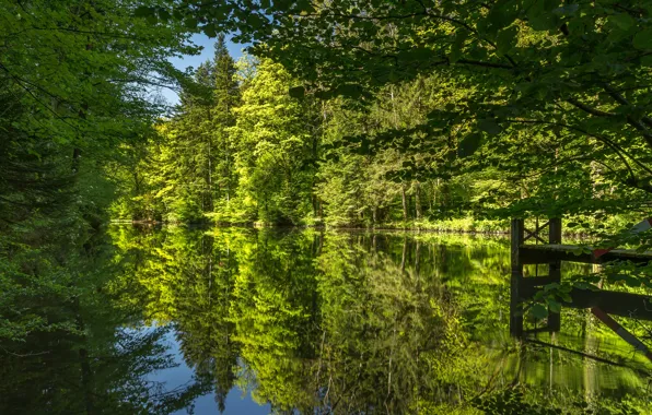 Картинка зелень, лес, деревья, отражение, река, Швейцария