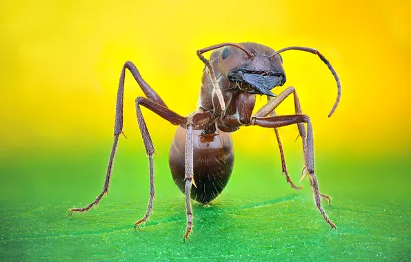 Zoom, insect, ant