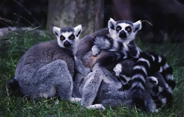 Картинка животные, лемуры, Мадагаскар