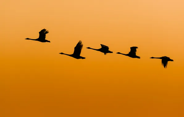 Картинка полет, утки, крылья, солнечный, оранжевое небо, живая природа